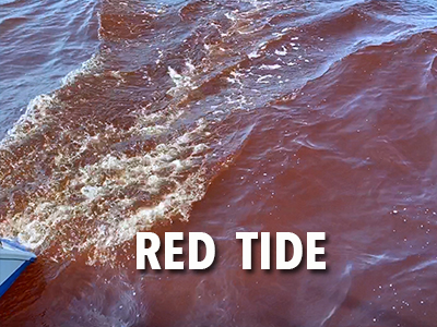 Red Tide of Malpelo Island