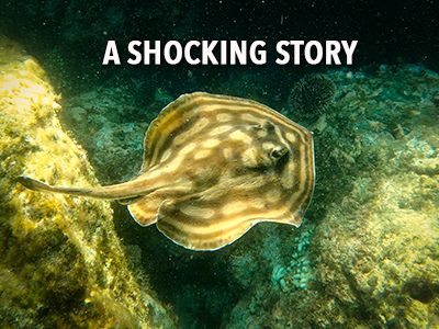 The Shocking truth about stingrays